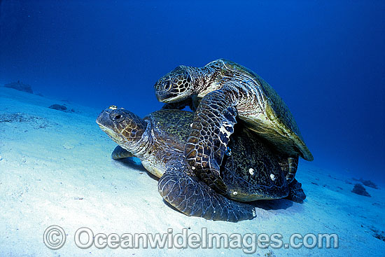 Mating Green Sea Turtles Chelonia mydas photo