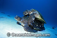 Mating Green Sea Turtles Chelonia mydas Photo - Gary Bell