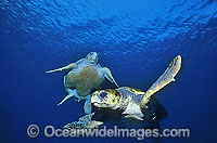 Pair of Green Sea Turtles Chelonia mydas Photo - Gary Bell