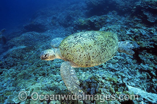 Green Sea Turtle camouflaged against reef photo