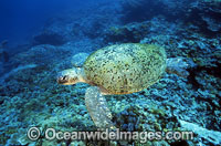 Green Sea Turtle camouflaged against reef Photo - Gary Bell
