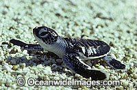 Green Sea Turtle hatchling Photo - Gary Bell