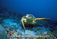Loggerhead Sea Turtle Caretta caretta Photo - Gary Bell