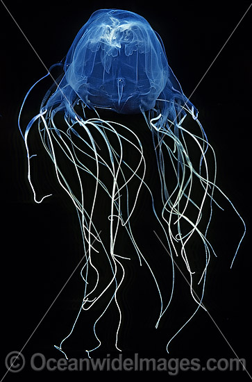 Box Jellyfish Sea Wasp photo
