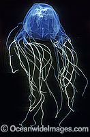 Box Jellyfish Sea Wasp Photo - Gary Bell