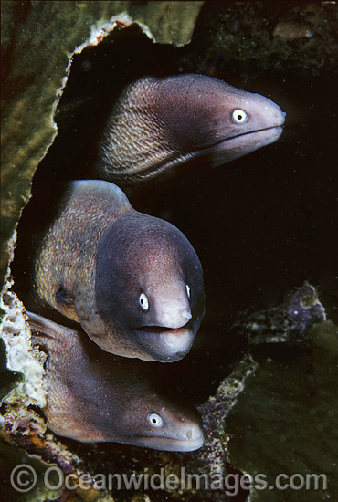 White-eyed Moray Eels Siderea thyrsoidea photo