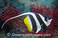 eniochus acuminatus Reef Bannerfish Photo - Gary Bell