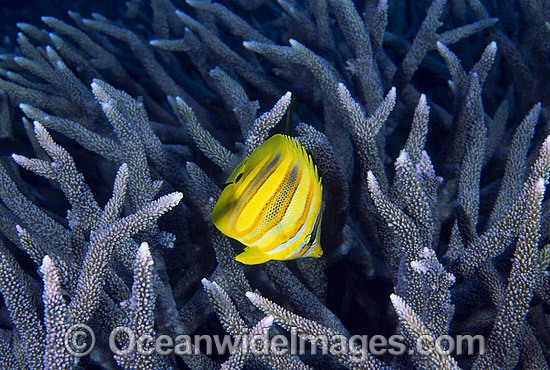 Rainford's Butterflyfish and Acropora coral photo