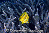 Rainford's Butterflyfish and Acropora coral Photo - Gary Bell