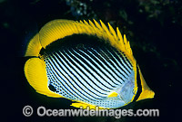 Black-back Butterflyfish Chaetodon melannotus Photo - Gary Bell