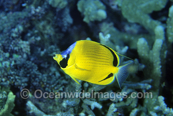 Dotted Butterflyfish Chaetodon semeion photo