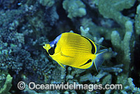 Dotted Butterflyfish Chaetodon semeion Photo - Gary Bell