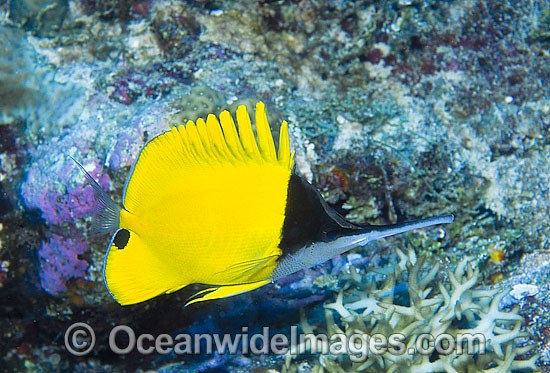 Very-long-nose Butterflyfish Forcipiger longirostris photo