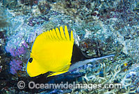 Very-long-nose Butterflyfish Forcipiger longirostris Photo - Gary Bell