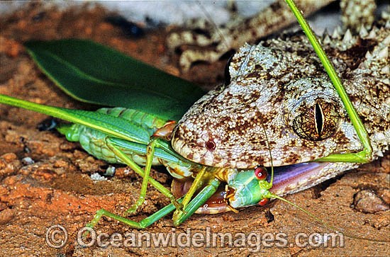 Leaf-tailed Gecko feeding on a captured Grasshopper photo