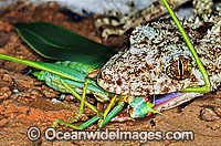 Leaf-tailed Gecko feeding on a captured Grasshopper Photo - Gary Bell