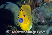Three-spot Angelfish Photo - Gary Bell