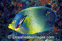 Cleaner Wrasse cleaning Blue Angelfish Photo - Gary Bell