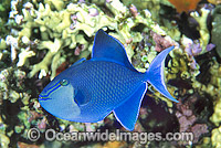 Blue Triggerfish Odonus niger Photo - Gary Bell