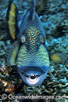 Titan Triggerfish Balistoides viridescens Photo - Gary Bell