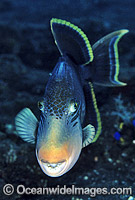 Yellow-margin Triggerfish Pseudobalistes flavimarginatus Photo - Gary Bell