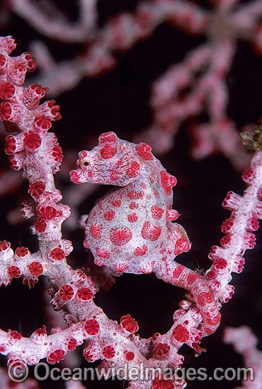 Pygmy Seahorse Hippocampus bargibanti photo