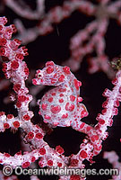 Pygmy Seahorse Hippocampus bargibanti Photo - Gary Bell