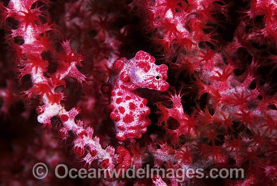 Pygmy Seahorse on Fan Coral photo