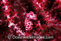 Pygmy Seahorse on Fan Coral Photo - Gary Bell