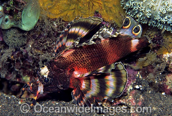 Twin-spot Lionfish Dendrochirus biocellatus photo