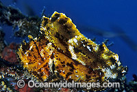Leaf Scorpionfish Taenianotus triacanthus Photo - Gary Bell