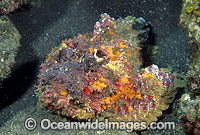 Extremely venomous Reef Stonefish Photo - Gary Bell