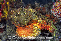 Reef Stonefish Photo - Gary Bell