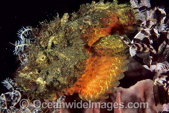Reef Stonefish on Barrel Sponge photo