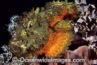 Reef Stonefish on Barrel Sponge Photo - Gary Bell