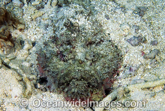 Estuarine Stonefish Synanceia horrida hunting photo