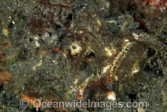 Reef Stonefish photo