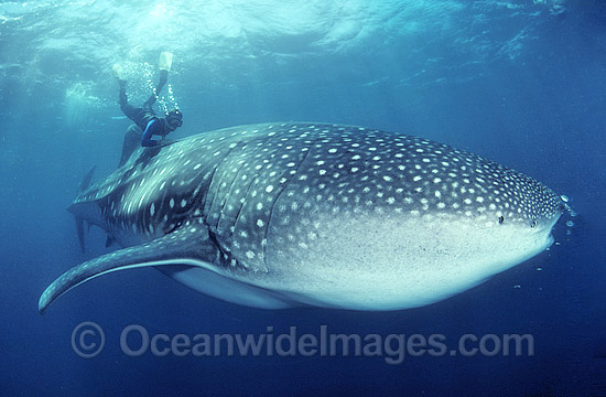 Whale Shark and Snorkel Diver photo