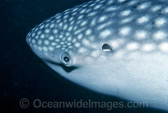 Whale Shark eye spiracle photo