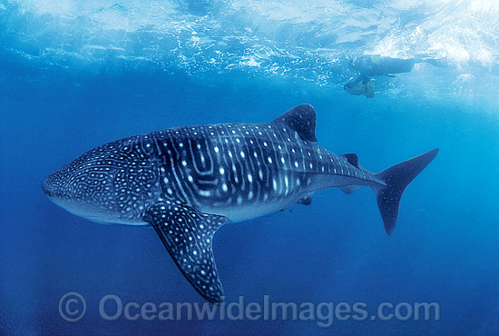 Whale Shark with Scuba Diver photo
