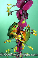 Dainty Tree Frogs Litoria gracilenta on ginger flower Photo - Gary Bell