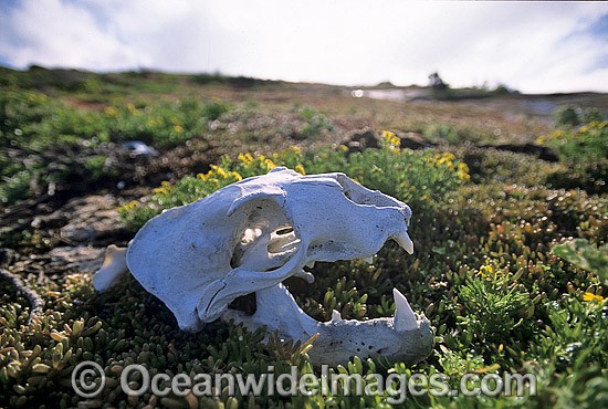 Australian Sea Lion skeletal remains photo