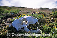 Australian Sea Lion skeletal remains Photo - Gary Bell