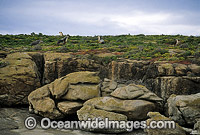 Australian Sea Lions Neophoca cinerea Photo - Gary Bell