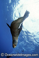 Australian Fur Seal Montague Island Photo - Gary Bell
