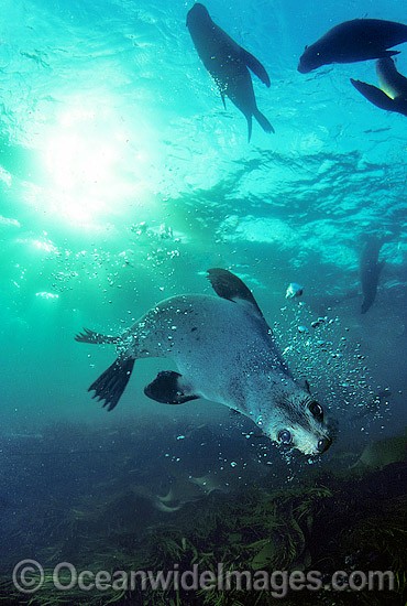 Australian Fur Seal pup photo