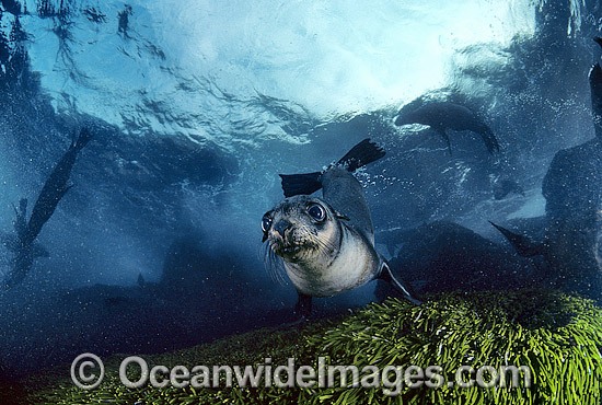 Australian Fur Seal Arctocephalus pusillus pup photo