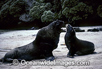 Hookers Sea Lion bull courting cow Photo - Gary Bell