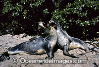 Hookers Sea Lion two cows Photo - Gary Bell