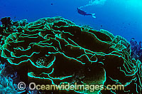 Scuba Diver and Cabbage Coral Photo - Gary Bell